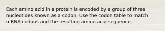 Each amino acid in a protein is encoded by a group of three nucleotides known as a codon. Use the codon table to match mRNA codons and the resulting amino acid sequence.