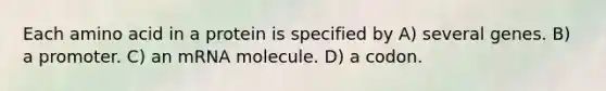 Each amino acid in a protein is specified by A) several genes. B) a promoter. C) an mRNA molecule. D) a codon.