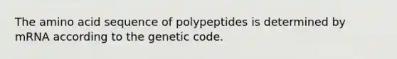 The amino acid sequence of polypeptides is determined by mRNA according to the genetic code.