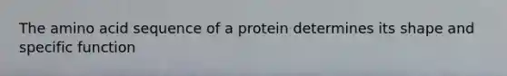 The amino acid sequence of a protein determines its shape and specific function