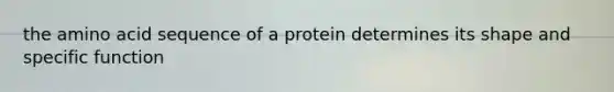 the amino acid sequence of a protein determines its shape and specific function