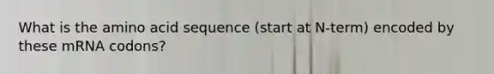 What is the amino acid sequence (start at N-term) encoded by these mRNA codons?