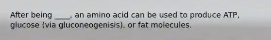 After being ____, an amino acid can be used to produce ATP, glucose (via gluconeogenisis), or fat molecules.