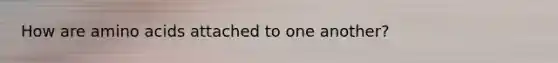 How are amino acids attached to one another?