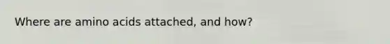 Where are amino acids attached, and how?