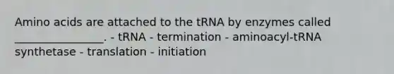 Amino acids are attached to the tRNA by enzymes called ________________. - tRNA - termination - aminoacyl-tRNA synthetase - translation - initiation