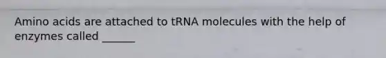 Amino acids are attached to tRNA molecules with the help of enzymes called ______