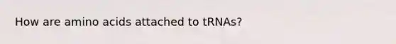 How are amino acids attached to tRNAs?