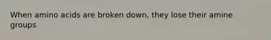 When amino acids are broken down, they lose their amine groups