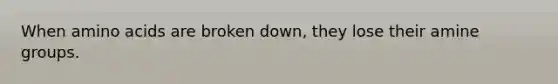 When amino acids are broken down, they lose their amine groups.