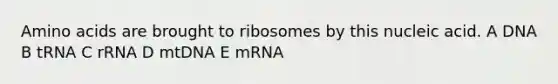 Amino acids are brought to ribosomes by this nucleic acid. A DNA B tRNA C rRNA D mtDNA E mRNA