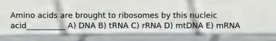 Amino acids are brought to ribosomes by this nucleic acid__________ A) DNA B) tRNA C) rRNA D) mtDNA E) mRNA