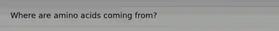 Where are amino acids coming from?