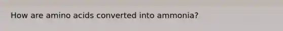 How are amino acids converted into ammonia?