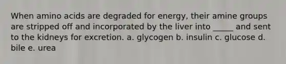 When amino acids are degraded for energy, their amine groups are stripped off and incorporated by the liver into _____ and sent to the kidneys for excretion. a. glycogen b. insulin c. glucose d. bile e. urea