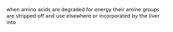 when amino acids are degraded for energy their amine groups are stripped off and use elsewhere or incorporated by the liver into