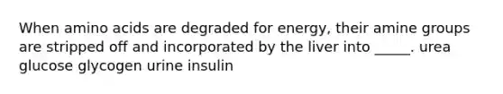 When amino acids are degraded for energy, their amine groups are stripped off and incorporated by the liver into _____. urea glucose glycogen urine insulin