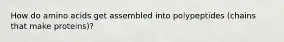 How do amino acids get assembled into polypeptides (chains that make proteins)?
