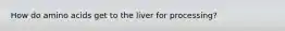 How do amino acids get to the liver for processing?