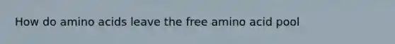 How do amino acids leave the free amino acid pool