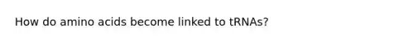 How do amino acids become linked to tRNAs?