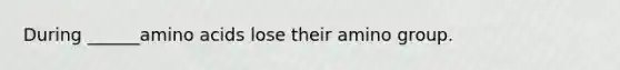 During ______amino acids lose their amino group.
