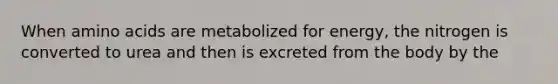 When <a href='https://www.questionai.com/knowledge/k9gb720LCl-amino-acids' class='anchor-knowledge'>amino acids</a> are metabolized for energy, the nitrogen is converted to urea and then is excreted from the body by the