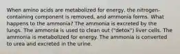 When amino acids are metabolized for energy, the nitrogen-containing component is removed, and ammonia forms. What happens to the ammonia? The ammonia is excreted by the lungs. The ammonia is used to clean out ("detox") liver cells. The ammonia is metabolized for energy. The ammonia is converted to urea and excreted in the urine.