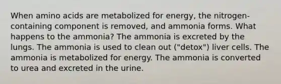 When amino acids are metabolized for energy, the nitrogen-containing component is removed, and ammonia forms. What happens to the ammonia? The ammonia is excreted by the lungs. The ammonia is used to clean out ("detox") liver cells. The ammonia is metabolized for energy. The ammonia is converted to urea and excreted in the urine.