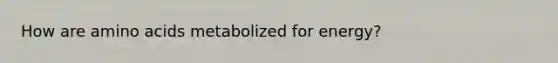 How are amino acids metabolized for energy?