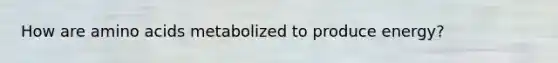 How are amino acids metabolized to produce energy?