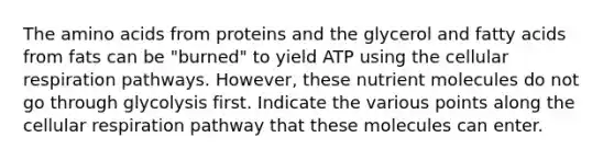 The <a href='https://www.questionai.com/knowledge/k9gb720LCl-amino-acids' class='anchor-knowledge'>amino acids</a> from proteins and the glycerol and fatty acids from fats can be "burned" to yield ATP using the <a href='https://www.questionai.com/knowledge/k1IqNYBAJw-cellular-respiration' class='anchor-knowledge'>cellular respiration</a> pathways. However, these nutrient molecules do not go through glycolysis first. Indicate the various points along the cellular respiration pathway that these molecules can enter.