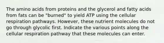 The <a href='https://www.questionai.com/knowledge/k9gb720LCl-amino-acids' class='anchor-knowledge'>amino acids</a> from proteins and the glycerol and fatty acids from fats can be "burned" to yield ATP using the cellular respiration pathways. However, these nutrient molecules do not go through glycolic first. Indicate the various points along the cellular respiration pathway that these molecules can enter.