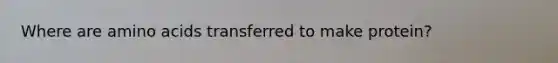 Where are <a href='https://www.questionai.com/knowledge/k9gb720LCl-amino-acids' class='anchor-knowledge'>amino acids</a> transferred to make protein?