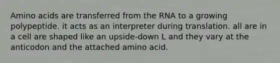 Amino acids are transferred from the RNA to a growing polypeptide. it acts as an interpreter during translation. all are in a cell are shaped like an upside-down L and they vary at the anticodon and the attached amino acid.