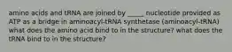 amino acids and tRNA are joined by _____ nucleotide provided as ATP as a bridge in aminoacyl-tRNA synthetase (aminoacyl-tRNA) what does the amino acid bind to in the structure? what does the tRNA bind to in the structure?