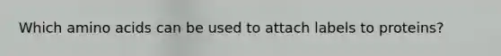Which amino acids can be used to attach labels to proteins?