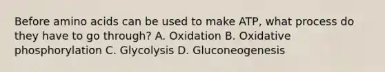 Before <a href='https://www.questionai.com/knowledge/k9gb720LCl-amino-acids' class='anchor-knowledge'>amino acids</a> can be used to make ATP, what process do they have to go through? A. Oxidation B. <a href='https://www.questionai.com/knowledge/kFazUb9IwO-oxidative-phosphorylation' class='anchor-knowledge'>oxidative phosphorylation</a> C. Glycolysis D. Gluconeogenesis