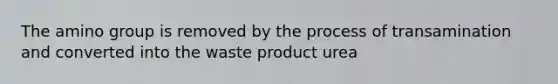 The amino group is removed by the process of transamination and converted into the waste product urea