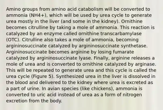 Amino groups from amino acid catabolism will be converted to ammonia (NH4+), which will be used by urea cycle to generate urea mostly in the liver (and some in the kidney). Ornithine becomes citrulline by taking a mole of ammonia. This reaction is catalyzed by an enzyme called ornithine transcarbamylase (OTC). Citrulline also takes a mole of ammonia, becoming argininosuccinate catalyzed by argininosuccinate synthetase. Argininosuccinate becomes arginine by losing fumarate catalyzed by argininosuccinate lyase. Finally, arginine releases a mole of urea and is converted to ornithine catalyzed by arginase. This will be repeated to generate urea and this cycle is called the urea cycle (Figure 5). Synthesized urea in the liver is dissolved in the blood and delivered to the kidney where urea is excreted as a part of urine. In avian species (like chickens), ammonia is converted to uric acid instead of urea as a form of nitrogen excretion from the body.