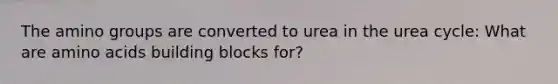 The amino groups are converted to urea in the urea cycle: What are amino acids building blocks for?