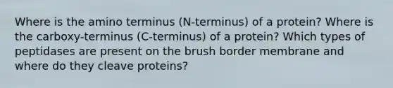 Where is the amino terminus (N-terminus) of a protein? Where is the carboxy-terminus (C-terminus) of a protein? Which types of peptidases are present on the brush border membrane and where do they cleave proteins?