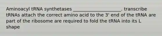 Aminoacyl tRNA synthetases _____________________. transcribe tRNAs attach the correct amino acid to the 3' end of the tRNA are part of the ribosome are required to fold the tRNA into its L shape