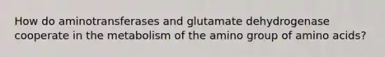 How do aminotransferases and glutamate dehydrogenase cooperate in the metabolism of the amino group of amino acids?