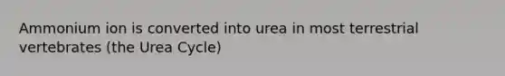 Ammonium ion is converted into urea in most terrestrial vertebrates (the Urea Cycle)