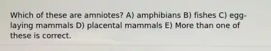 Which of these are amniotes? A) amphibians B) fishes C) egg-laying mammals D) placental mammals E) More than one of these is correct.