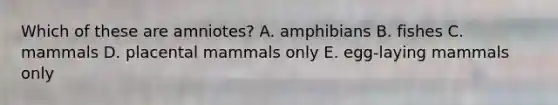 Which of these are amniotes? A. amphibians B. fishes C. mammals D. placental mammals only E. egg-laying mammals only