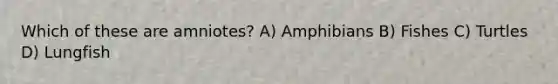 Which of these are amniotes? A) Amphibians B) Fishes C) Turtles D) Lungfish