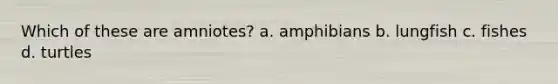 Which of these are amniotes? a. amphibians b. lungfish c. fishes d. turtles