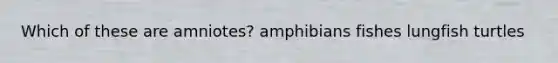 Which of these are amniotes? amphibians fishes lungfish turtles